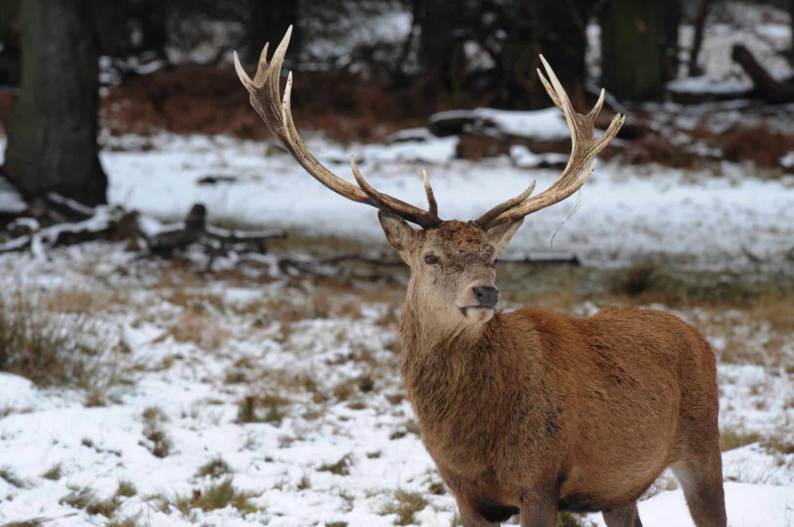 Turismo a Londra: natale e capodanno tra i cervi di Richmond Park
