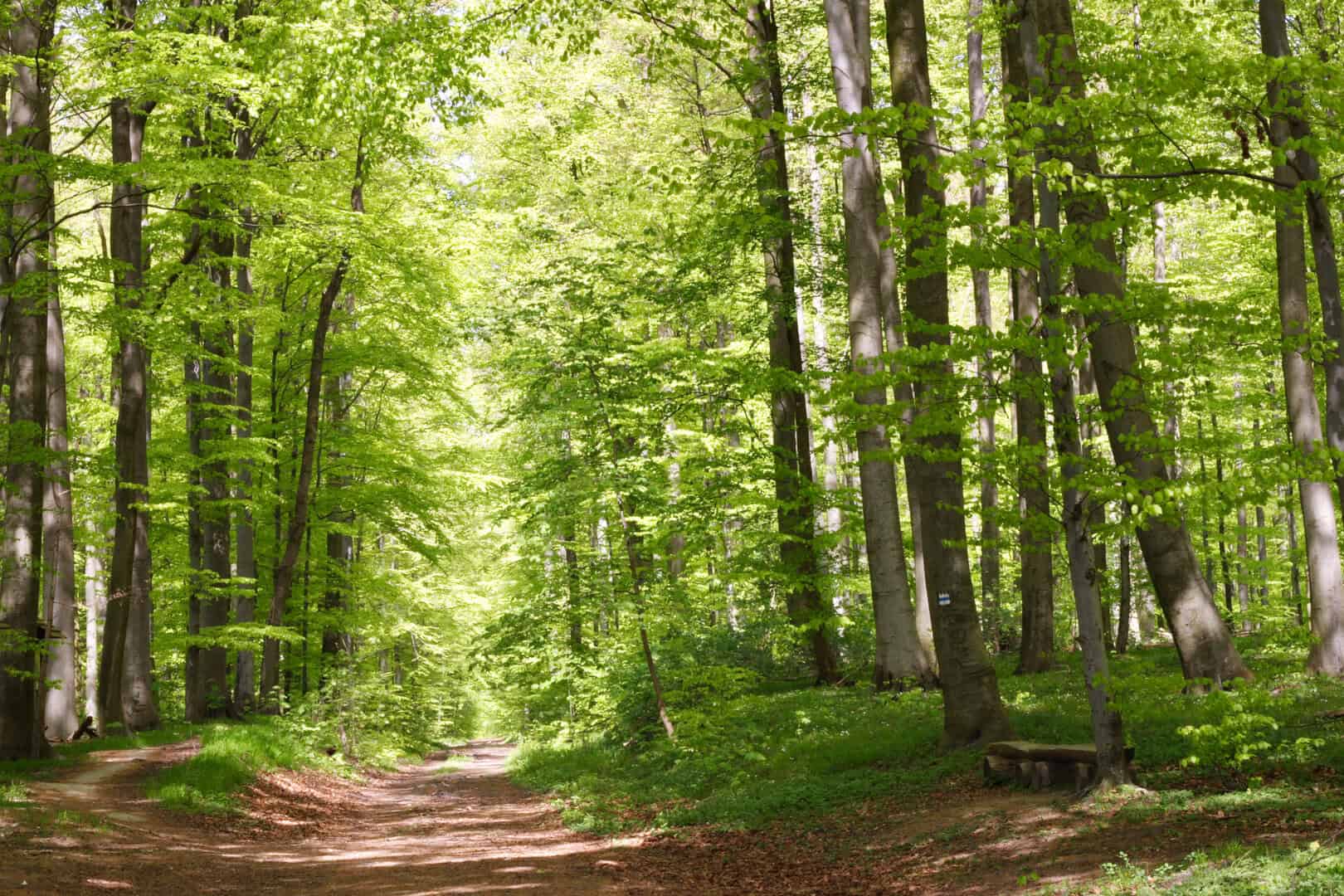 Cambiamenti climatici: foreste di faggio a rischio in Europa, ma in Italia…