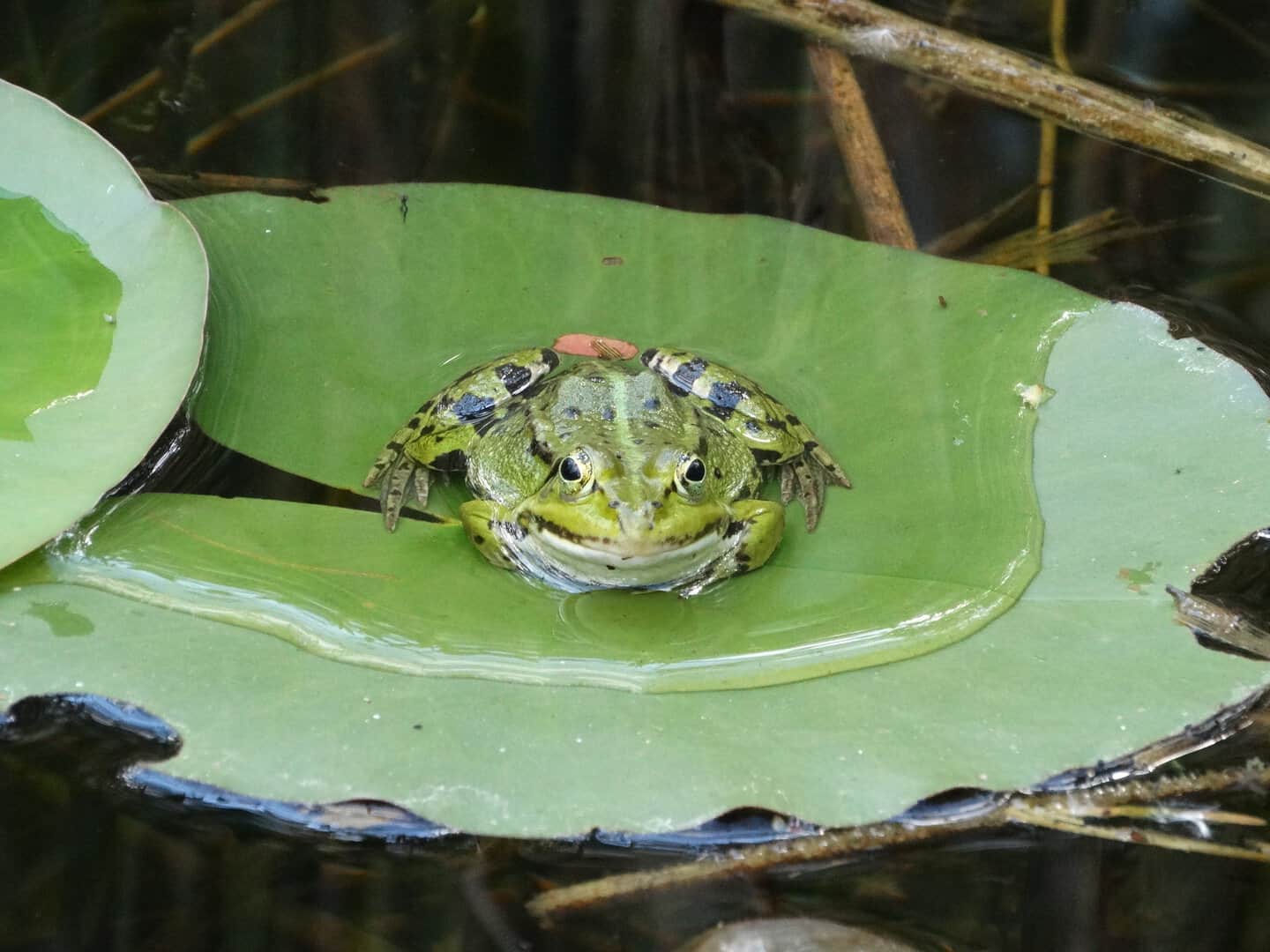 Cambiamenti climatici: questi animali potrebbero estinguersi