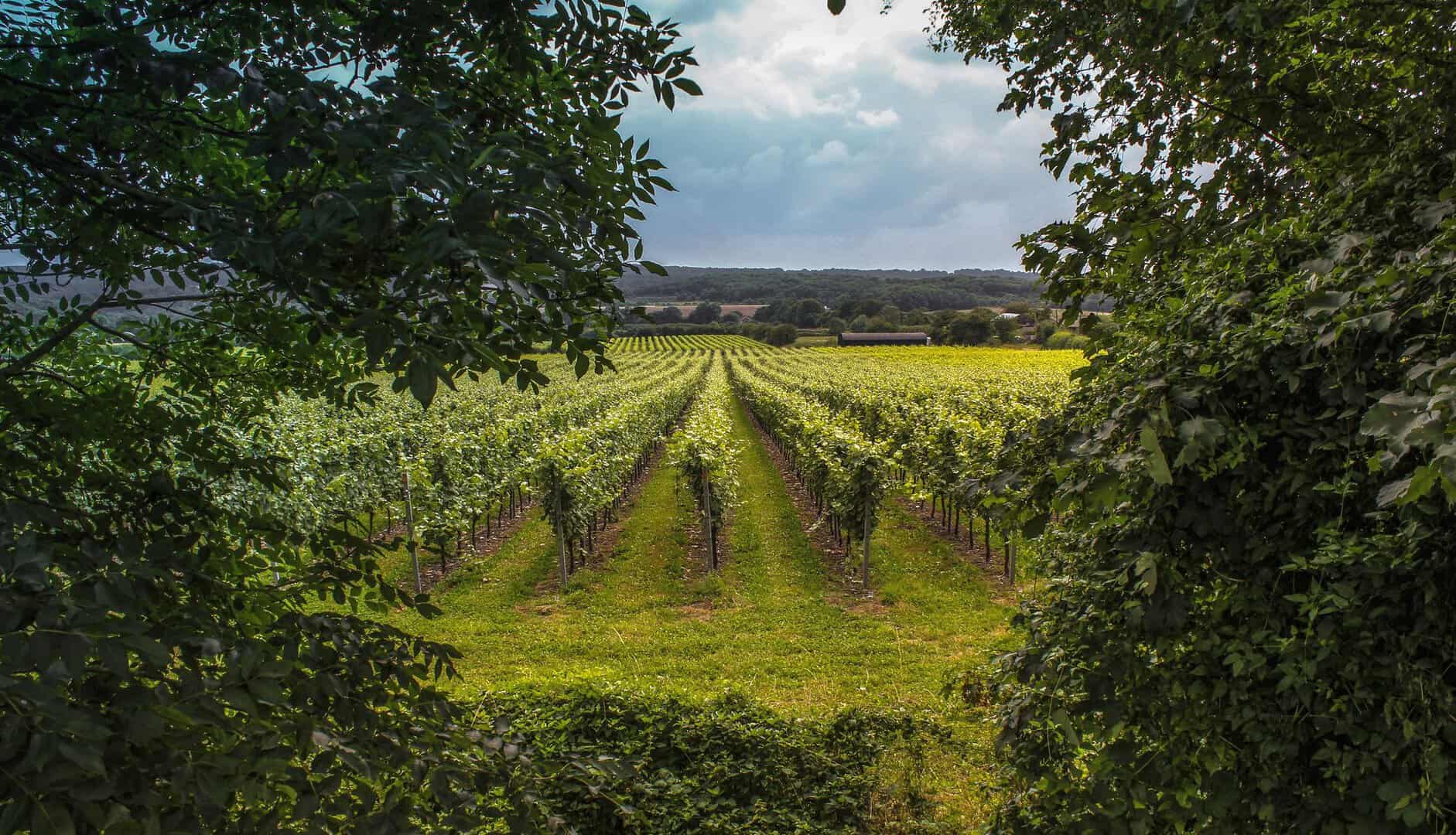 Viaggio alla scoperta dei vigneti del Kent: l’Inghilterra che non ti aspetti