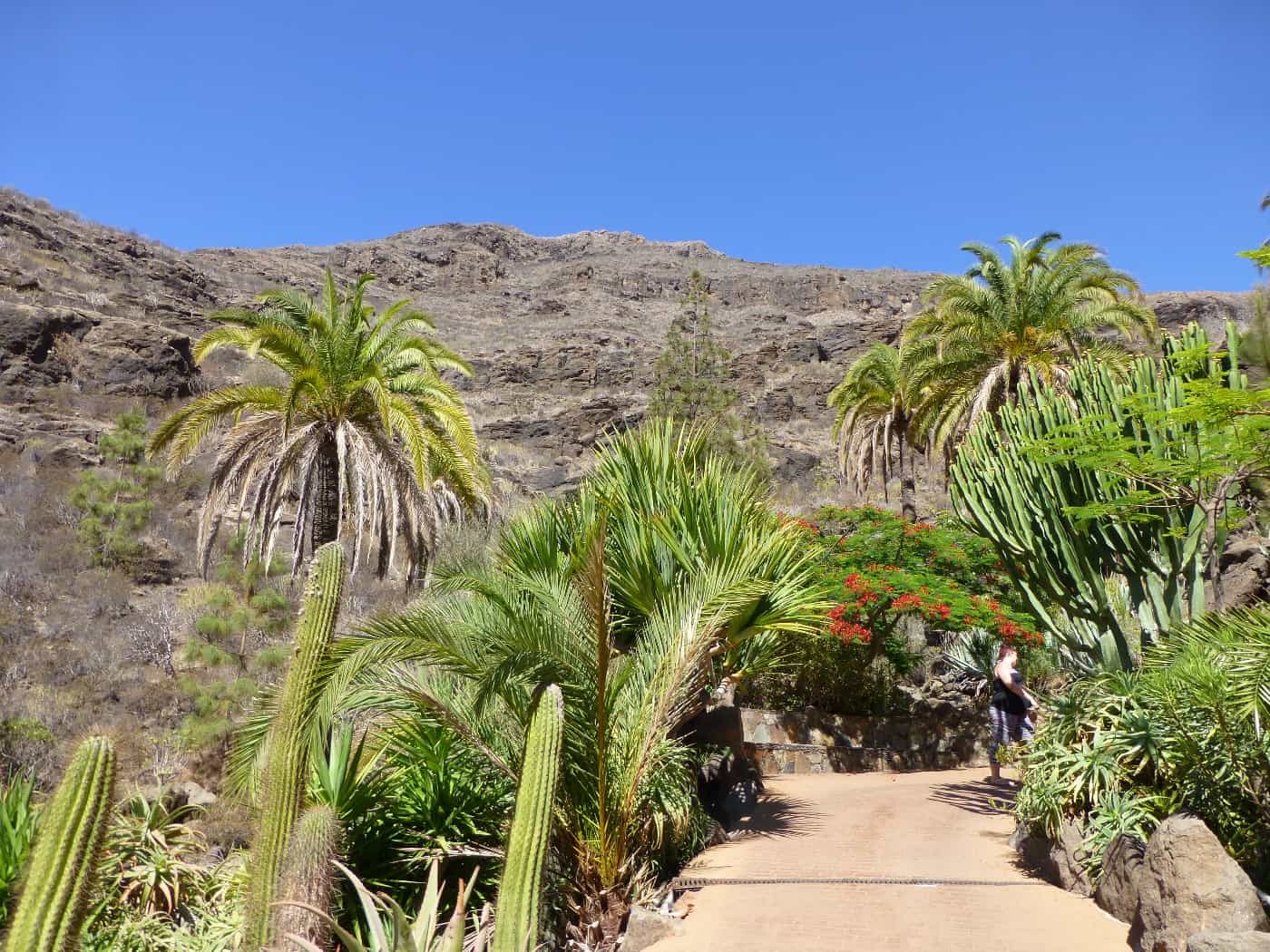 Turismo a Gran Canaria. Scopri oasi naturali e avvistamenti di cetacei