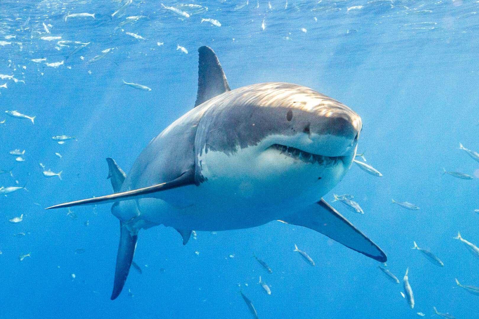 Due sub uccisi da un grosso squalo durate una immersione