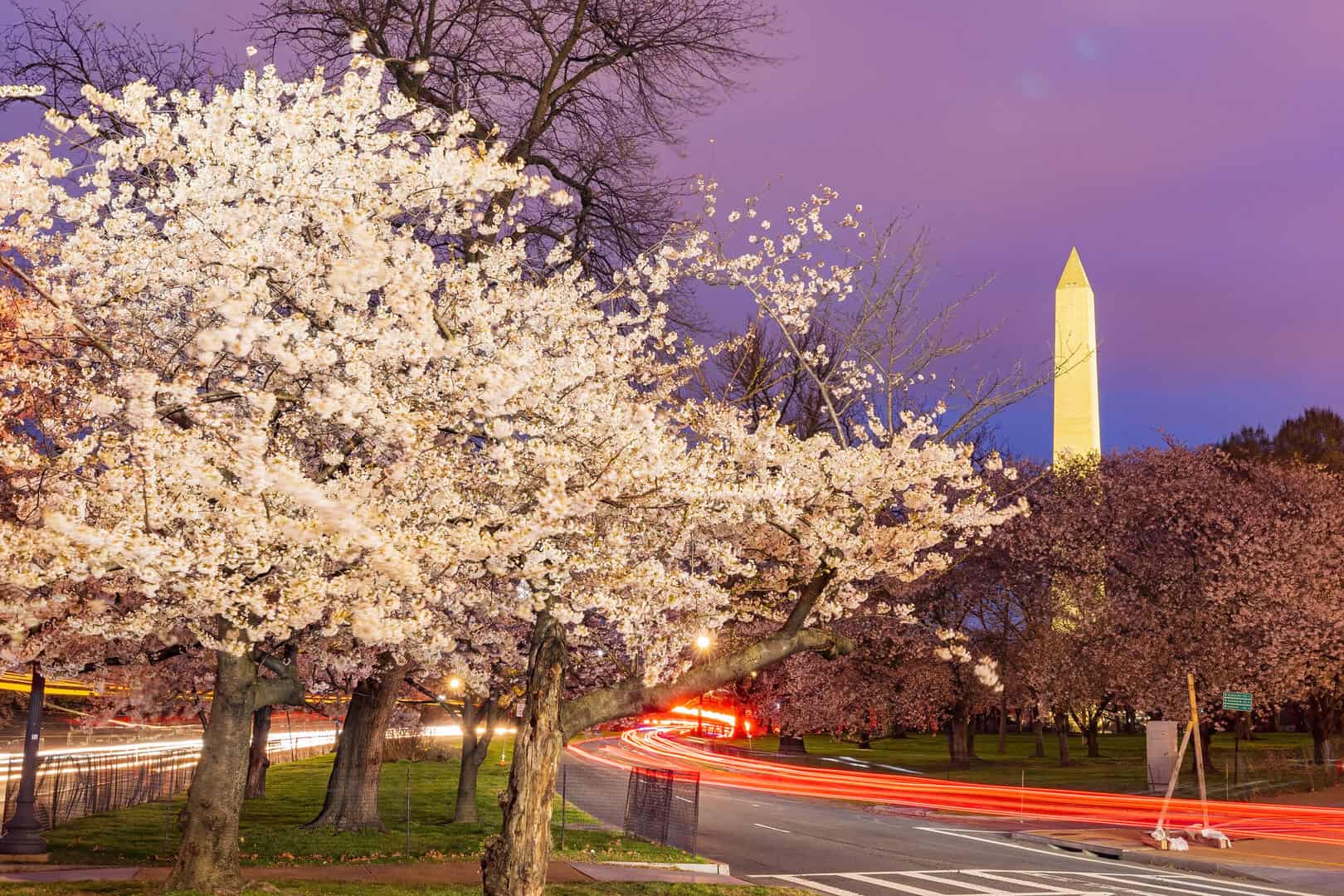 Viaggio tra i festival primaverili. Da Washington a San Antonio, natura in festa