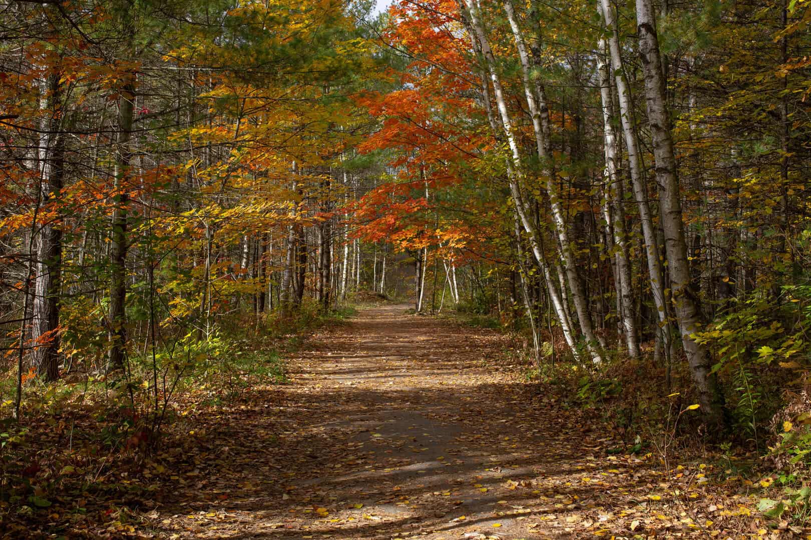 Turismo autunnale in Canada: tradizioni. Sciroppo d’acero e feste del raccolto