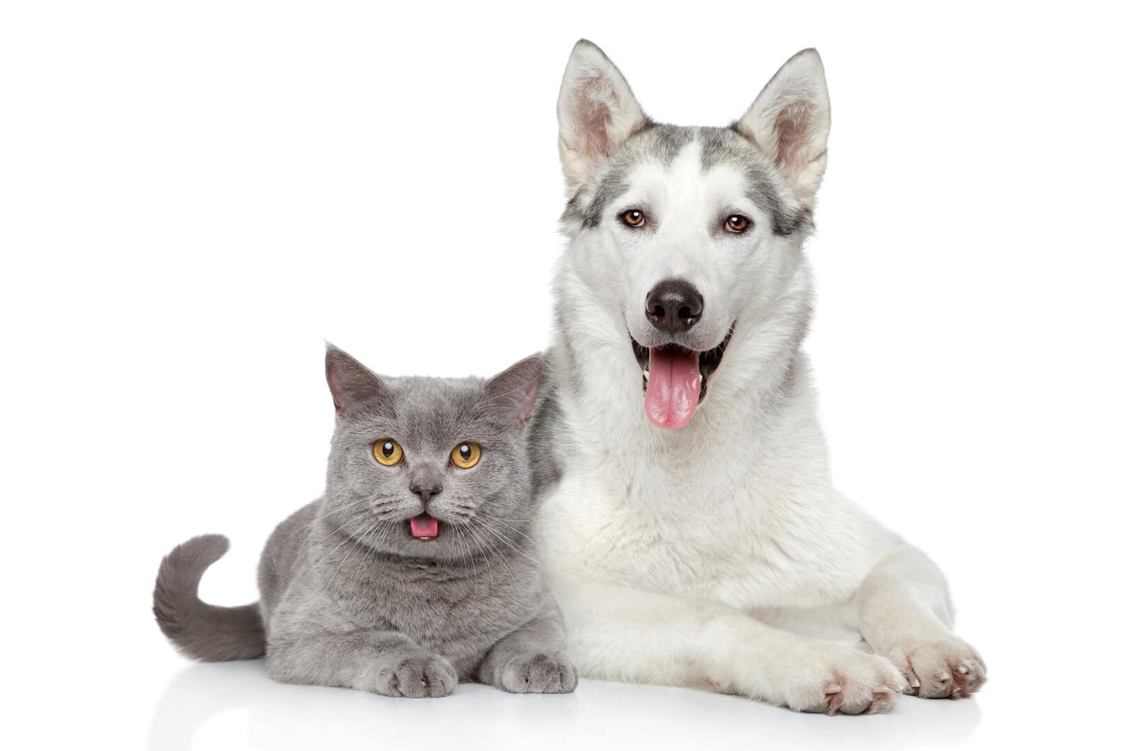 Avremo delle APP su Smartphone per parlare con i nostri animali