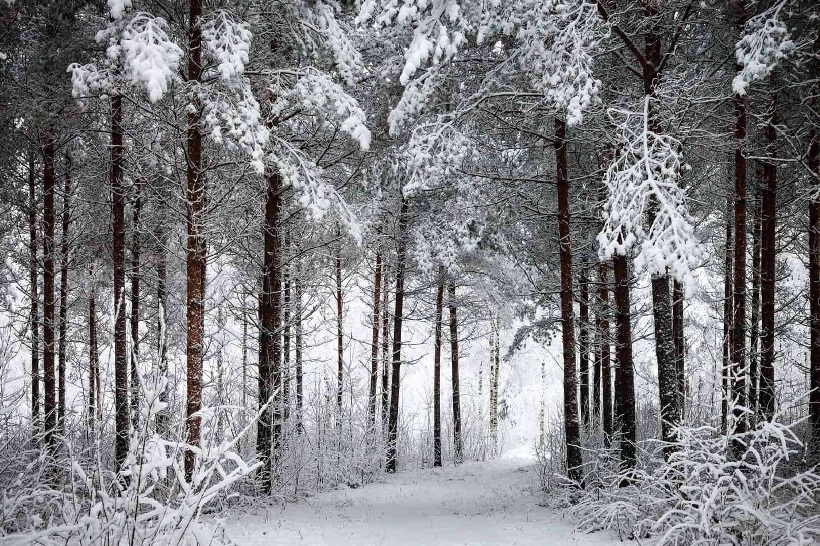 finland snow 29032025