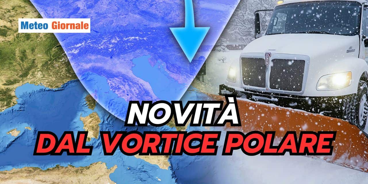 novita 1203