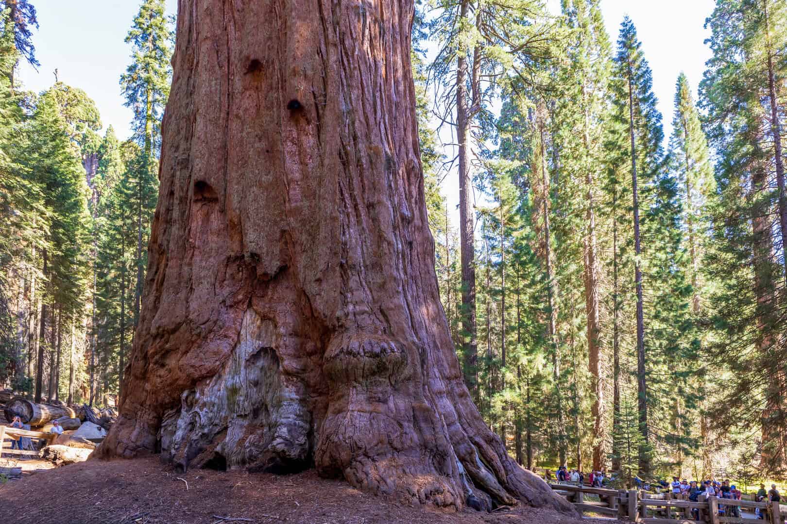 Turismo eccezionale in California. Esplorando i giganti di Sequoia e Redwood nel verde primordiale