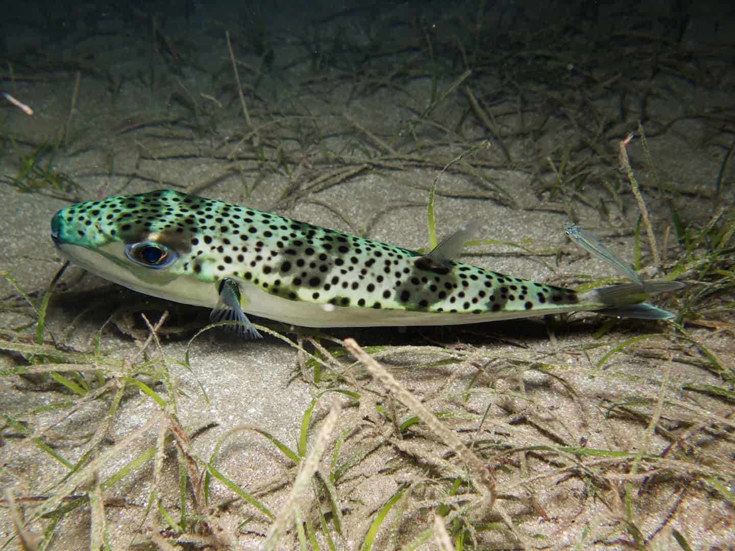 Adriatico, avvistato pesce altamente pericoloso