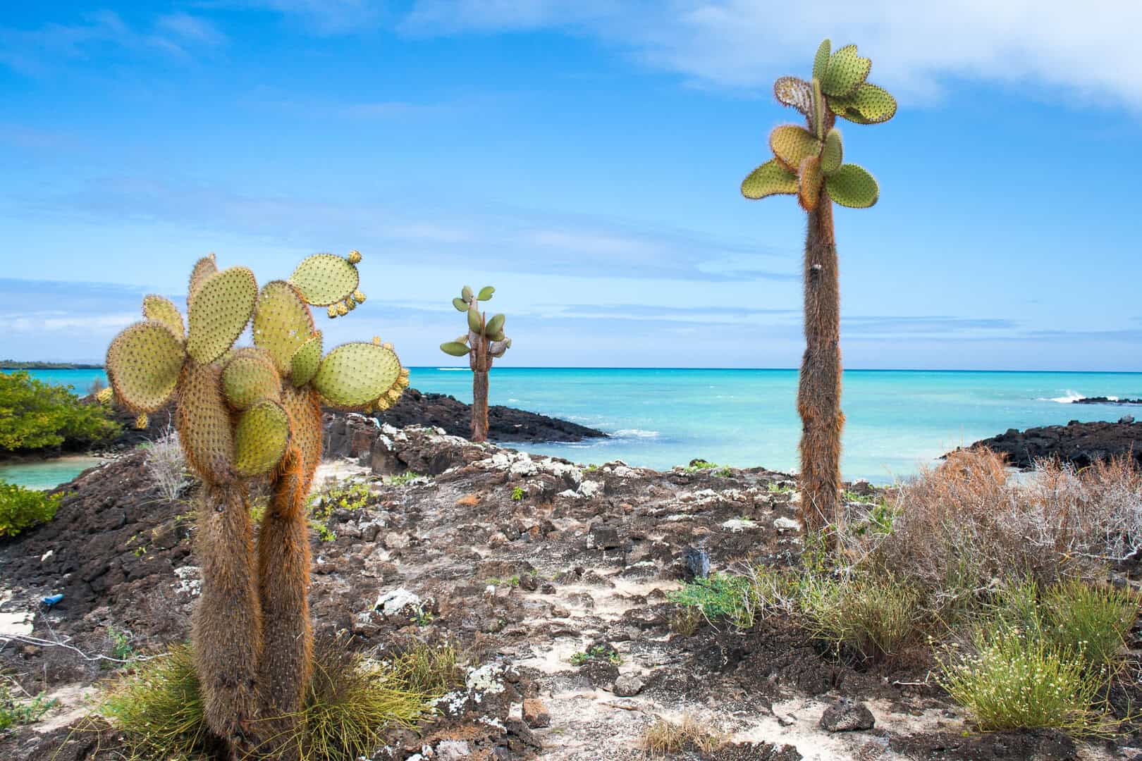 Galapagos 250425 2