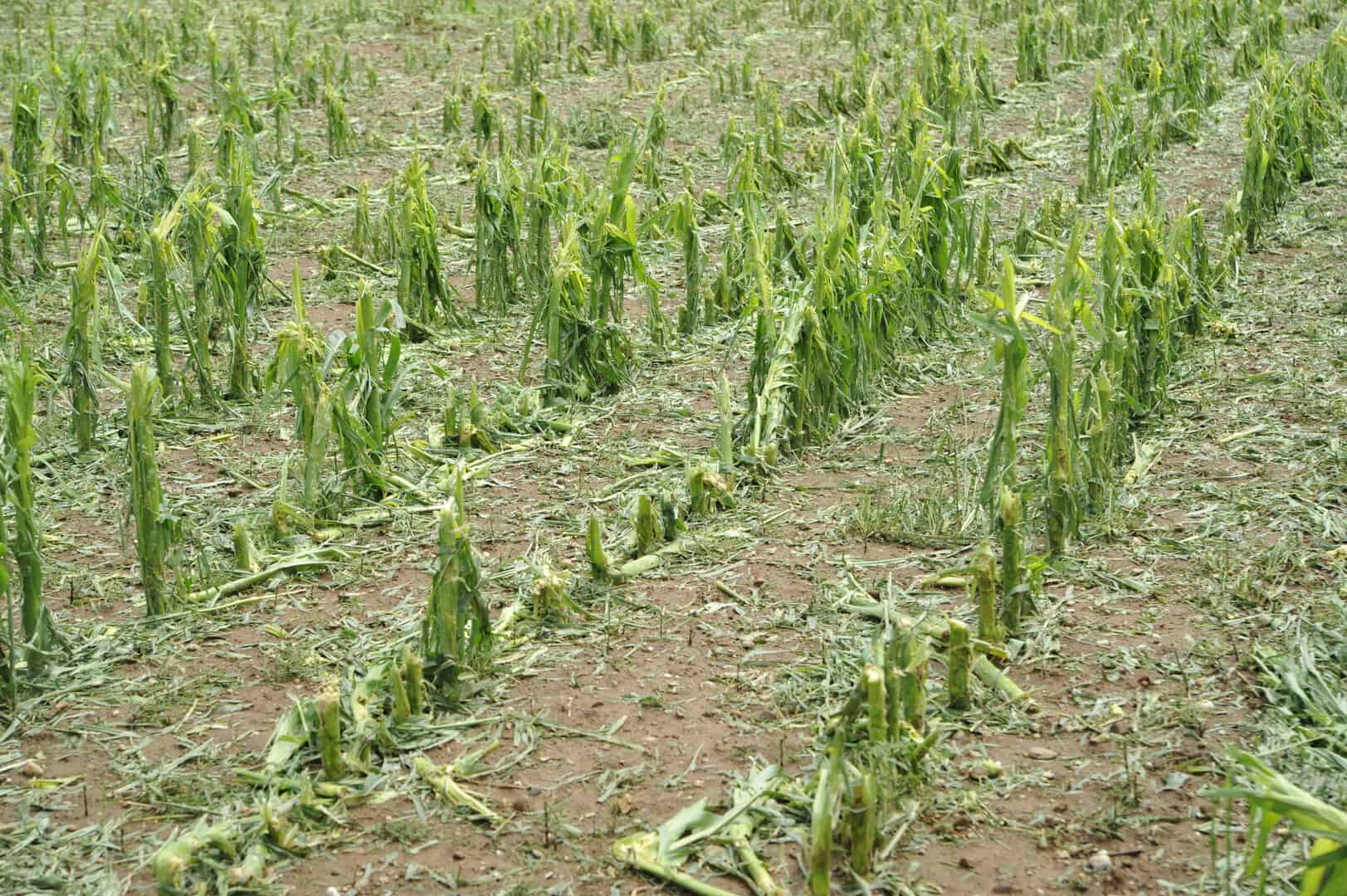 Meteo Creta: distruzione nei campi da pioggia e grandine
