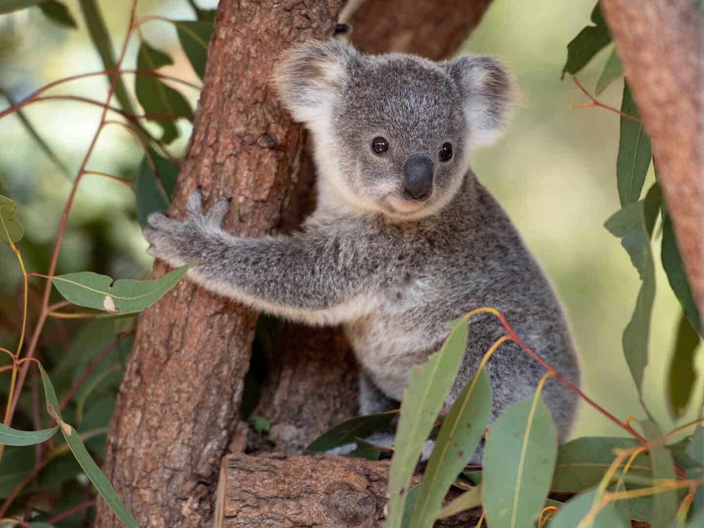 Emergenza koala in Australia: abbattimenti e crisi ambientale