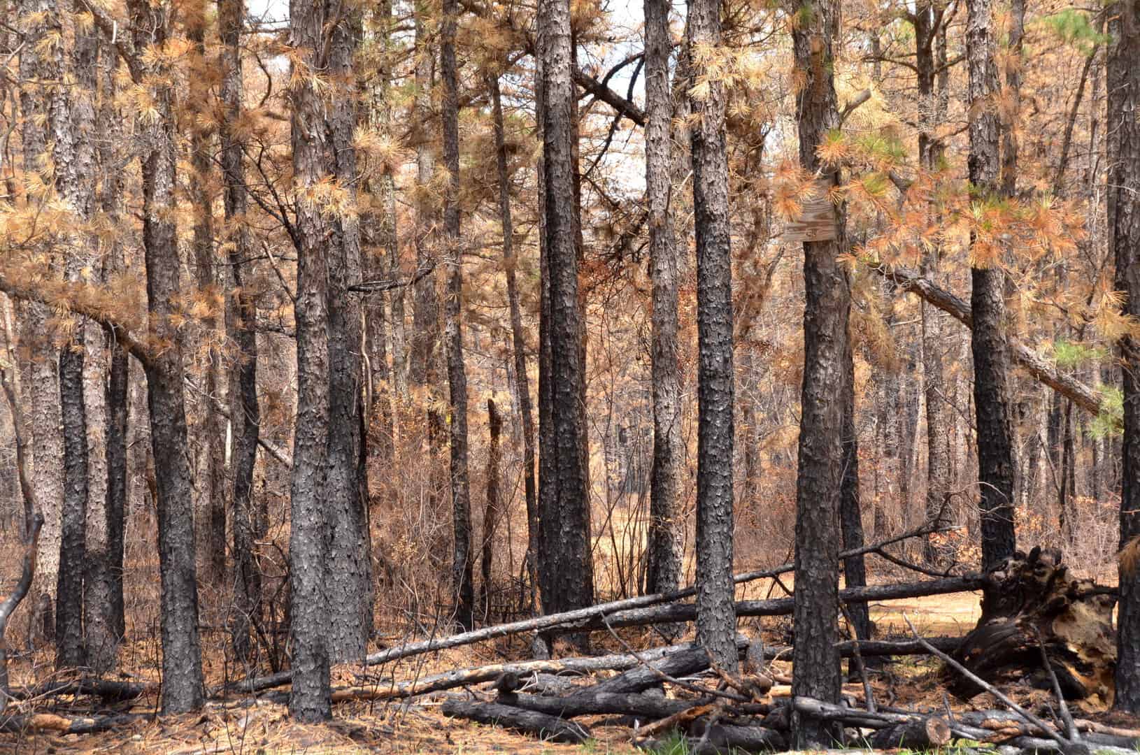 L’incendio del Pine Barrens e il suo impatto sull’ambiente