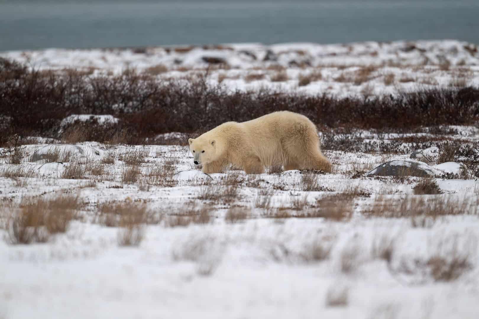Calo drammatico degli orsi polari nella Baia di Hudson: colpa del clima