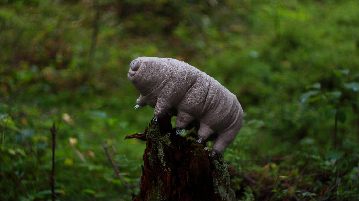 Tardigradi tatuati e pianeti bollenti: le scoperte più assurde