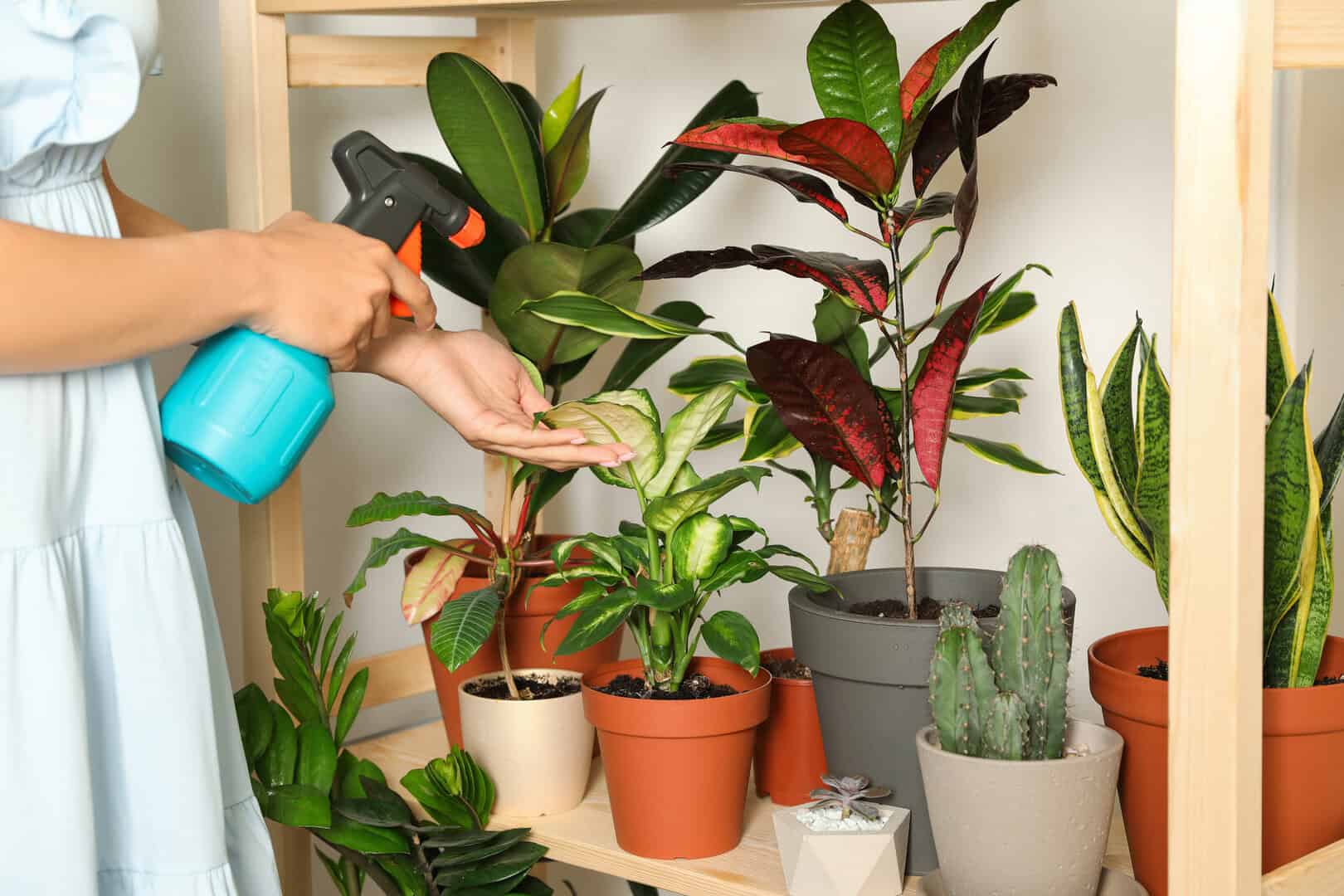 Quattro tipi di legami che abbiamo con le piante da interno