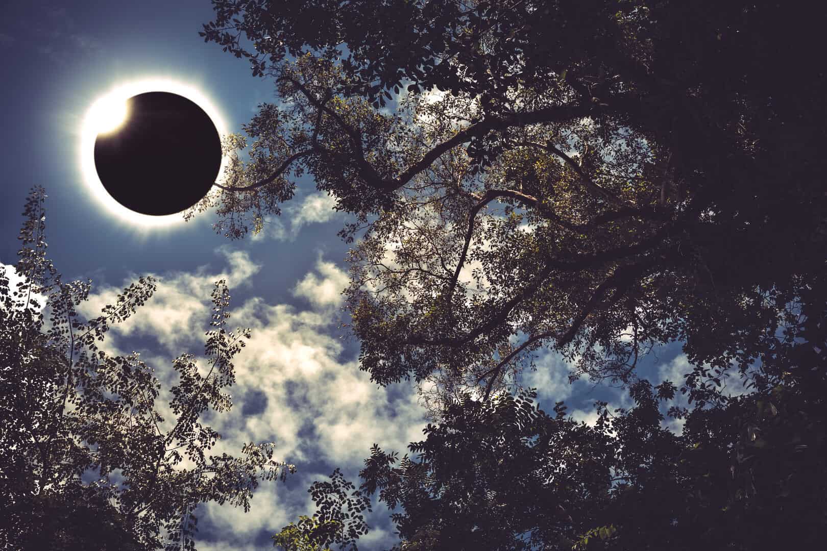 Gli alberi “comunicano” durante le eclissi solari: scoperta una sincronia bioelettrica inaspettata