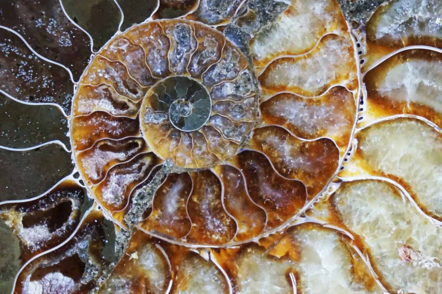 Fossile iridescente di ammonite scoperto in Oklahoma: è unico al mondo