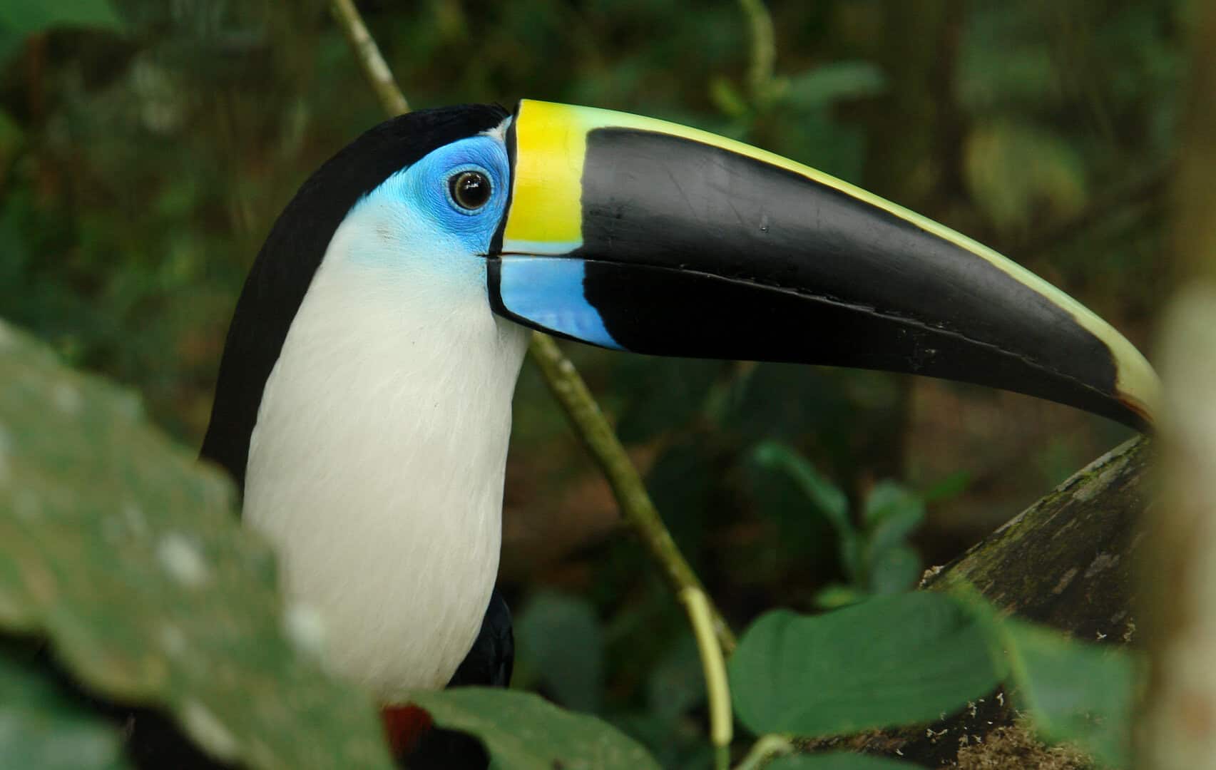 Iquitos, cuore verde del Perù: dove l’Amazzonia prende vita