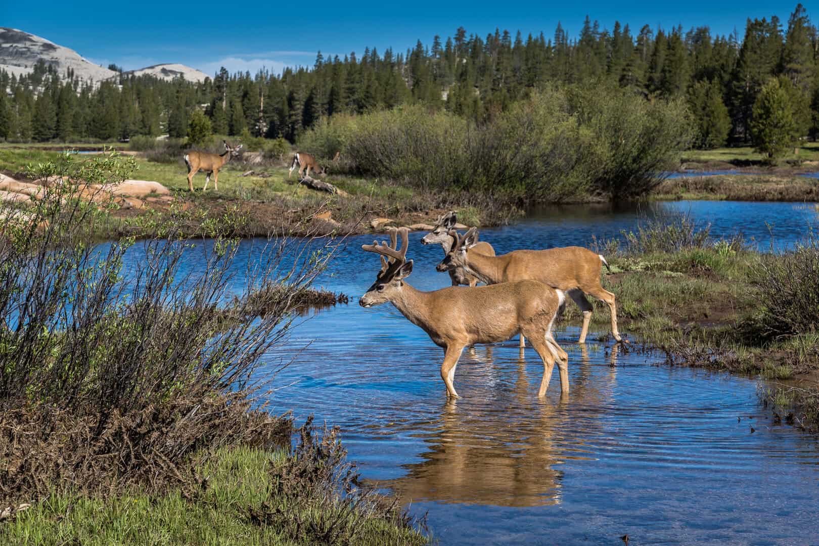 Yosemite: cervi muli più pericolosi degli orsi secondo il parco