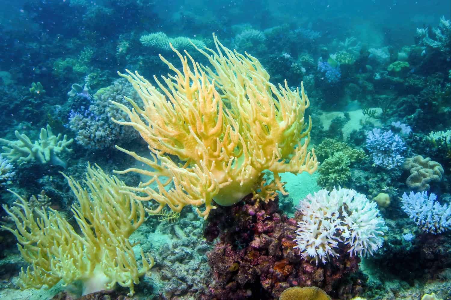 Ondata di calore del 2024: danni irreparabili ai coralli australiani