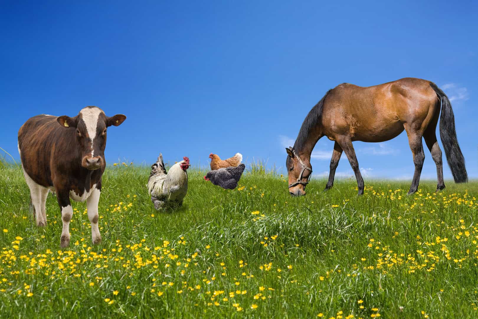 Come gli animali percepiscono il tempo senza orologi