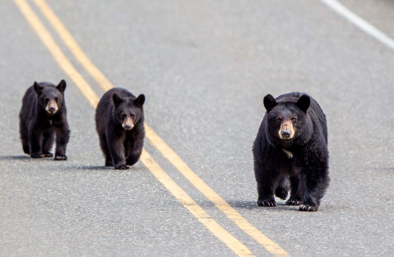 Orsi nello Yellowstone: comportamenti anomali. Come mai