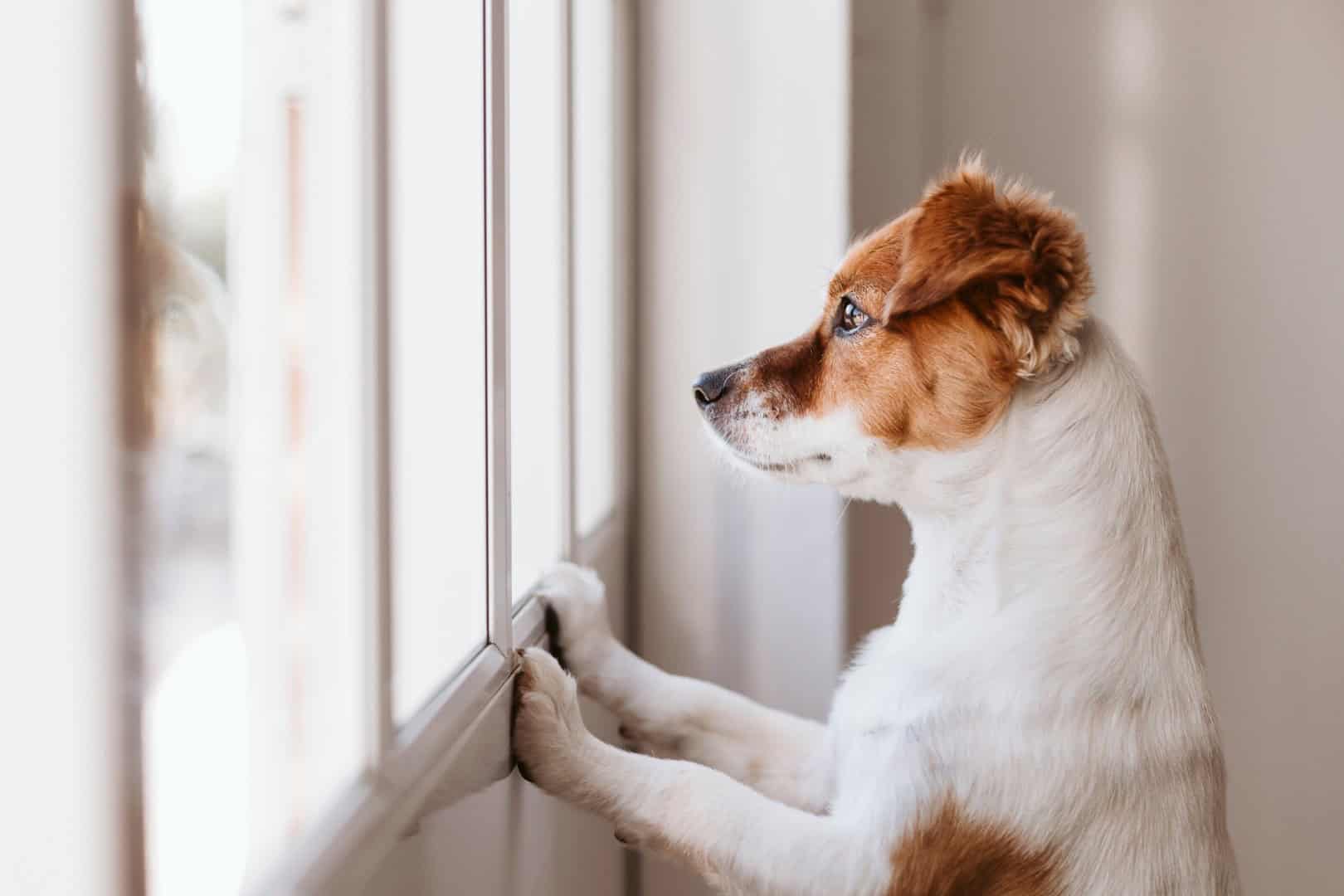 Il tuo cane si comporta in un modo strano? Mai sottovalutare