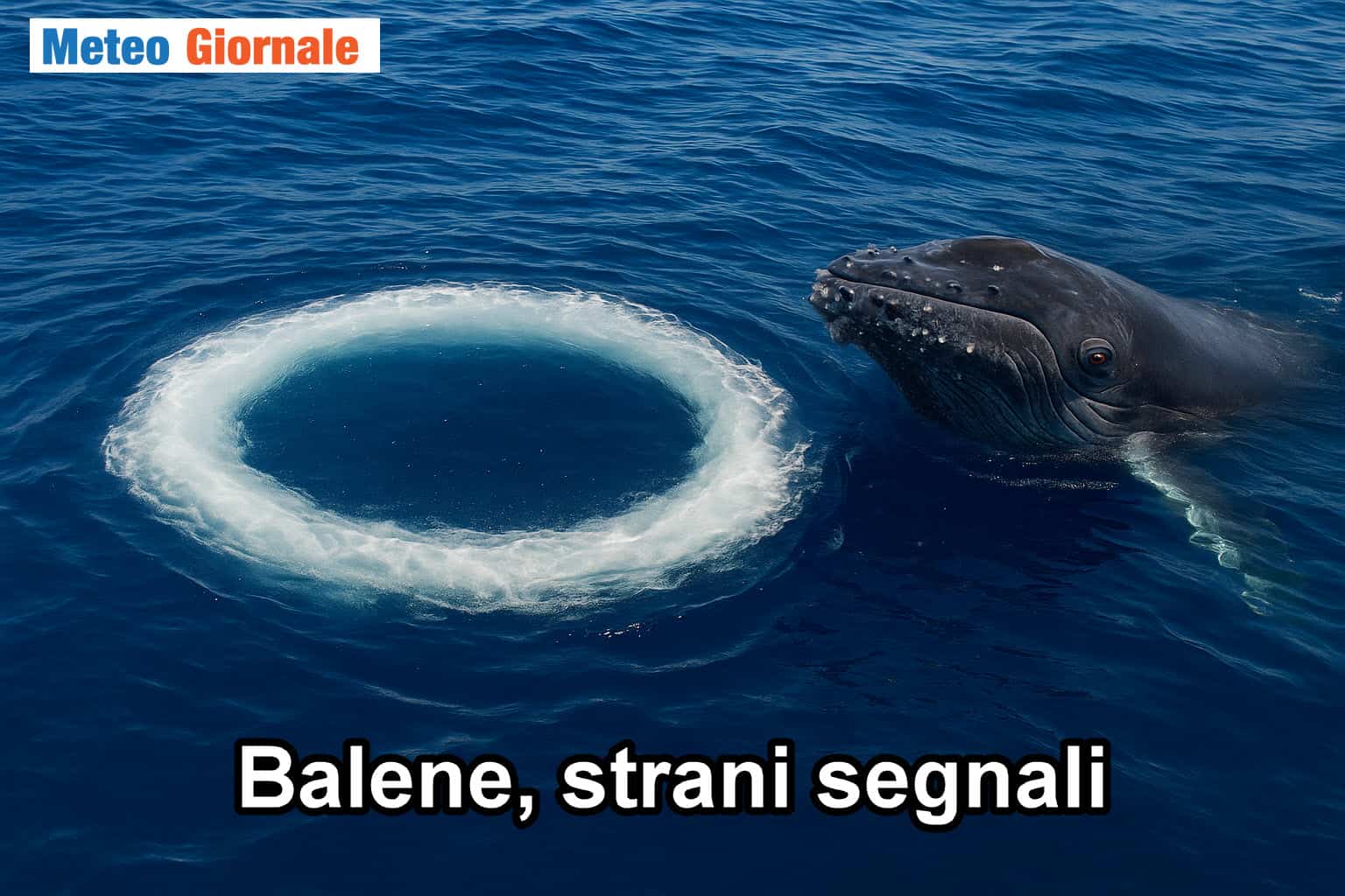 Misteriosi segnali in mare: le Balene cercano di comunicare con gli uomini
