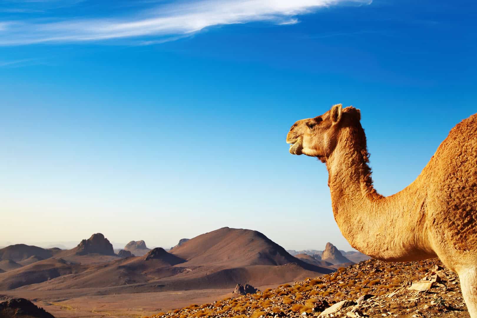 Meteo, spiegato come mai nel Sahara non ci sono 70 gradi