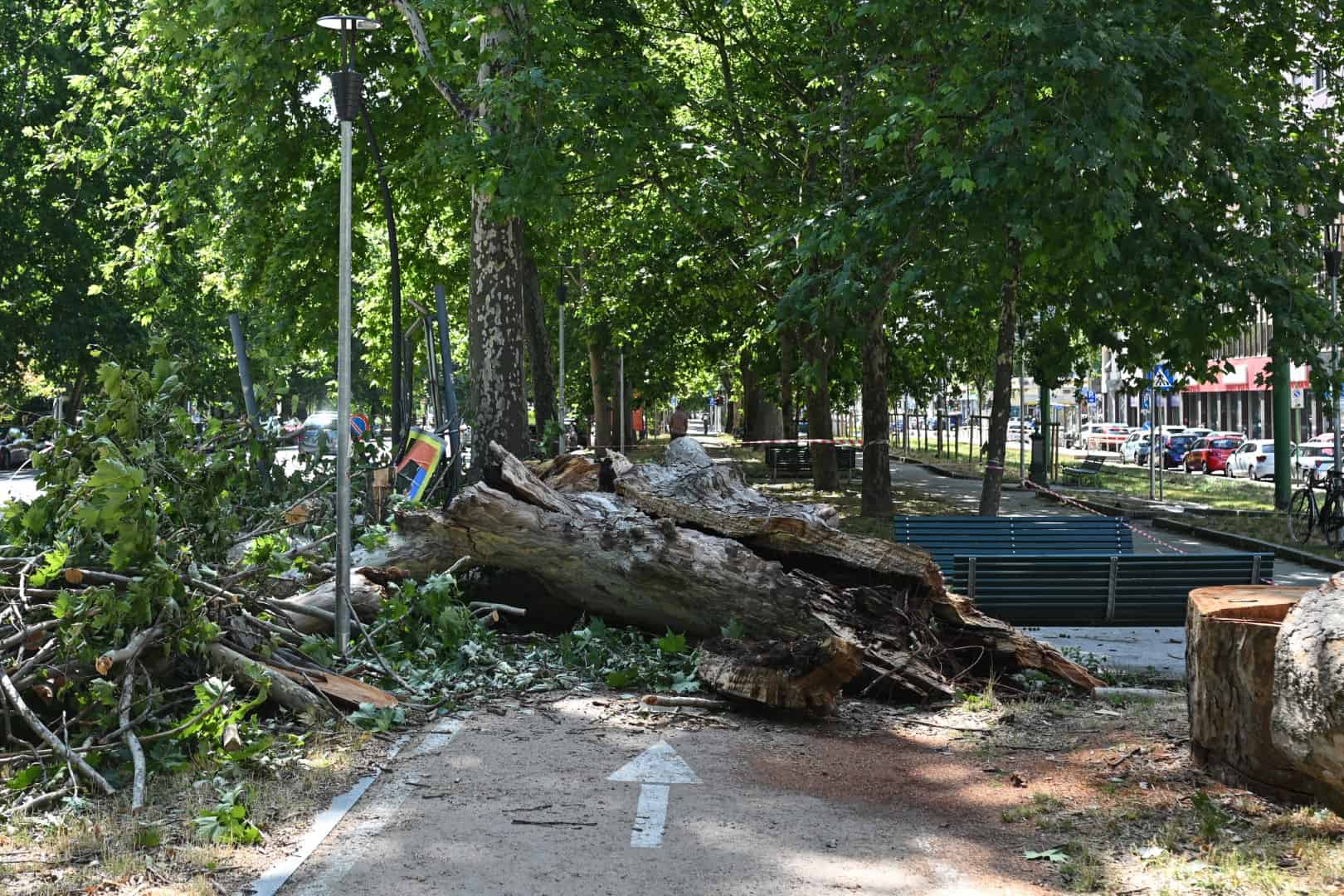 Meteo Lombardia: pioggia torrenziale, grandine grossa, lampi, vento. Centinaia di alberi abbattuti