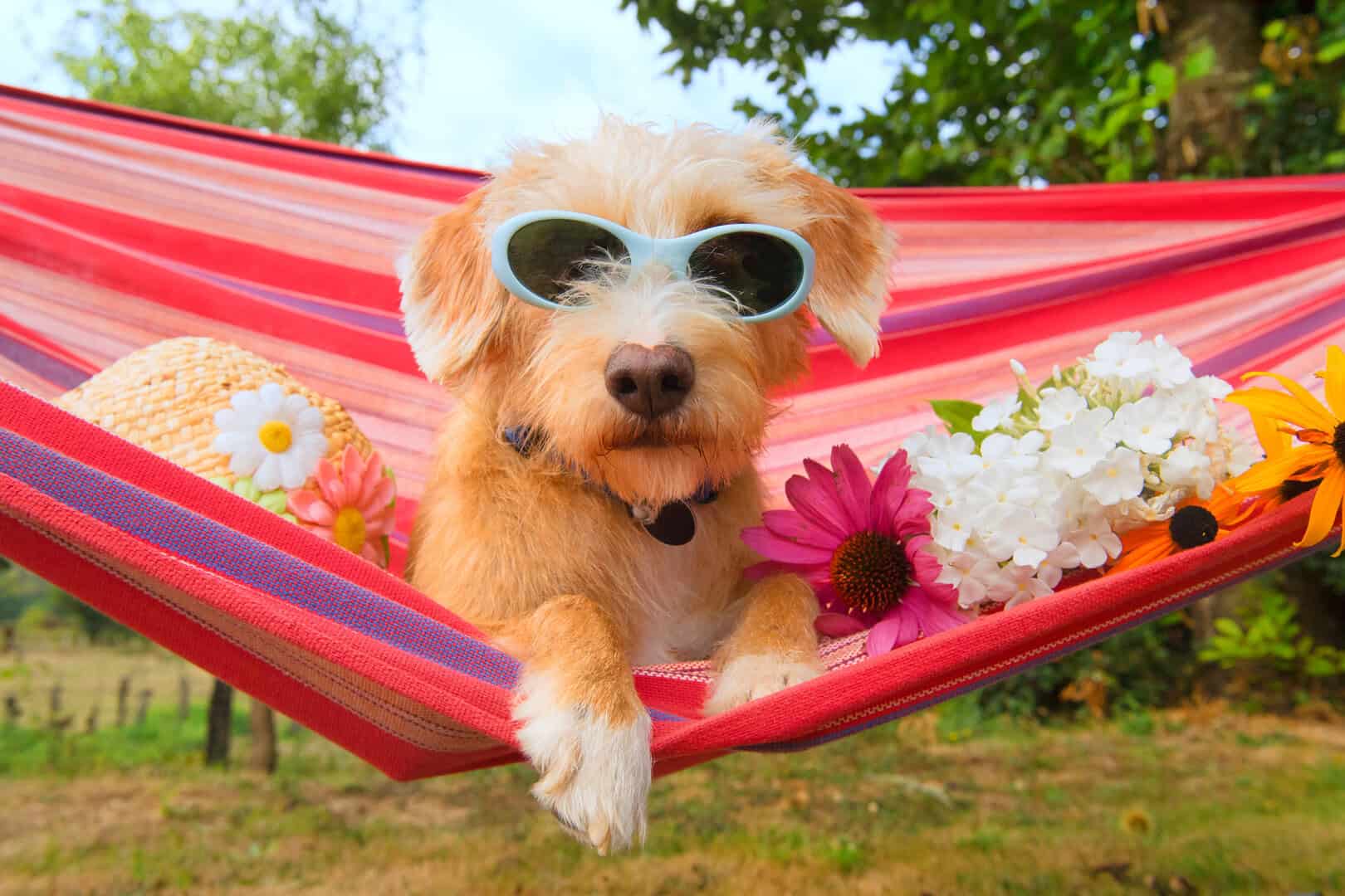 Gli italiani vanno in vacanza con cani e gatti. Bene o male?