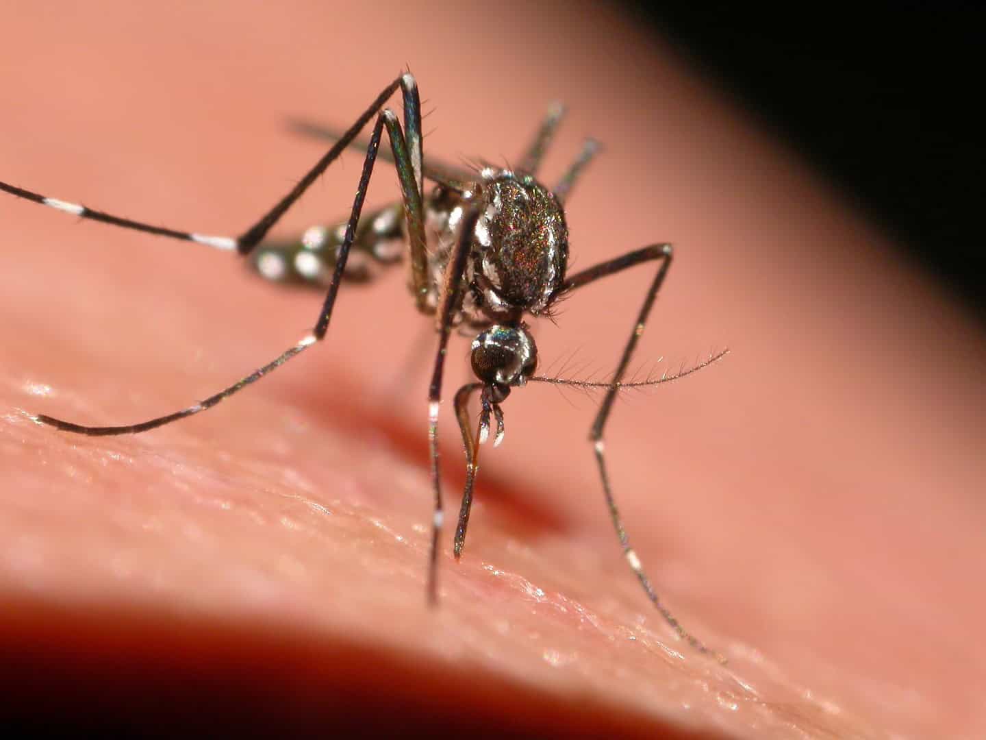 West Nile in Italia, cosa è, come difendersi, cosa fanno in Florida