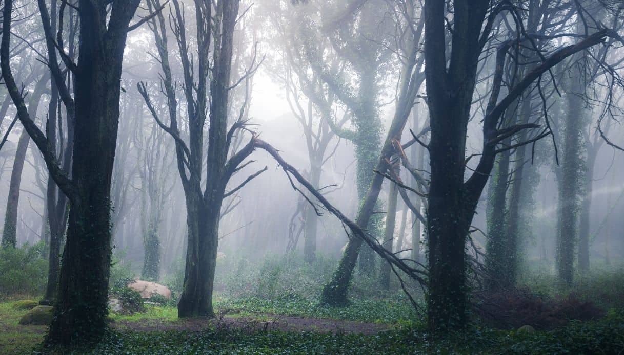 nebbia2