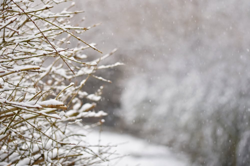 neve 2
