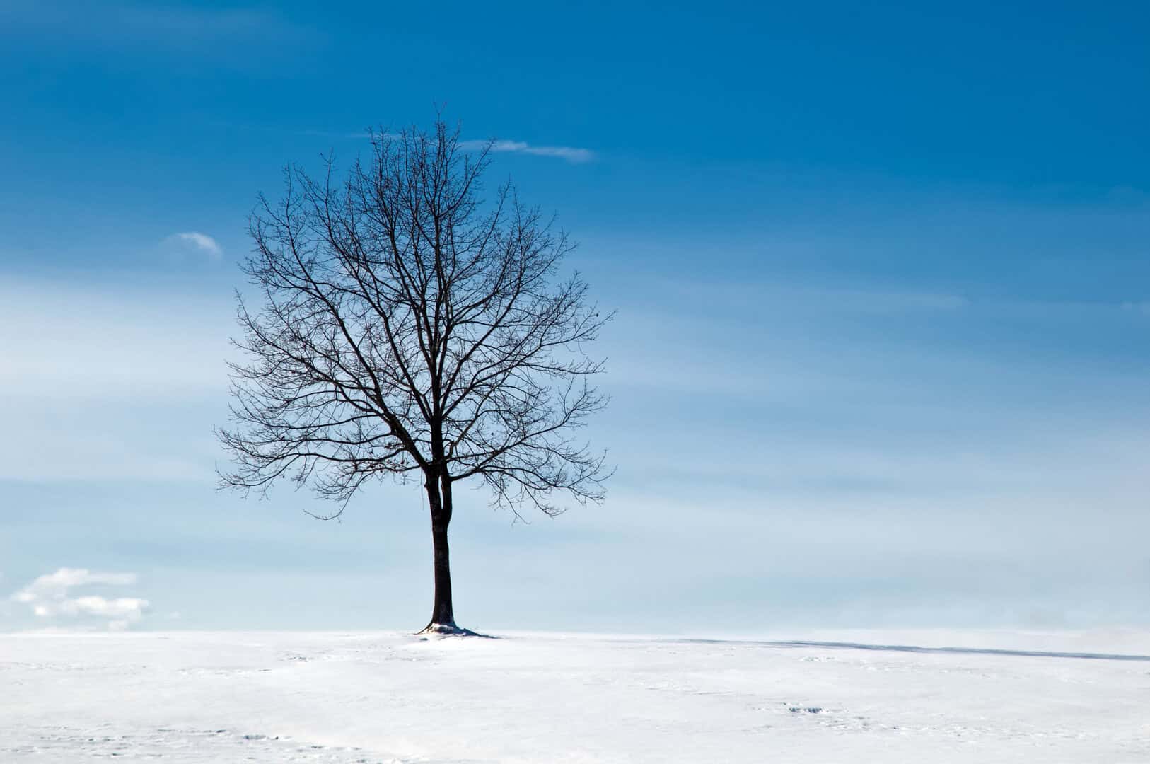 dreamstime m 12825742