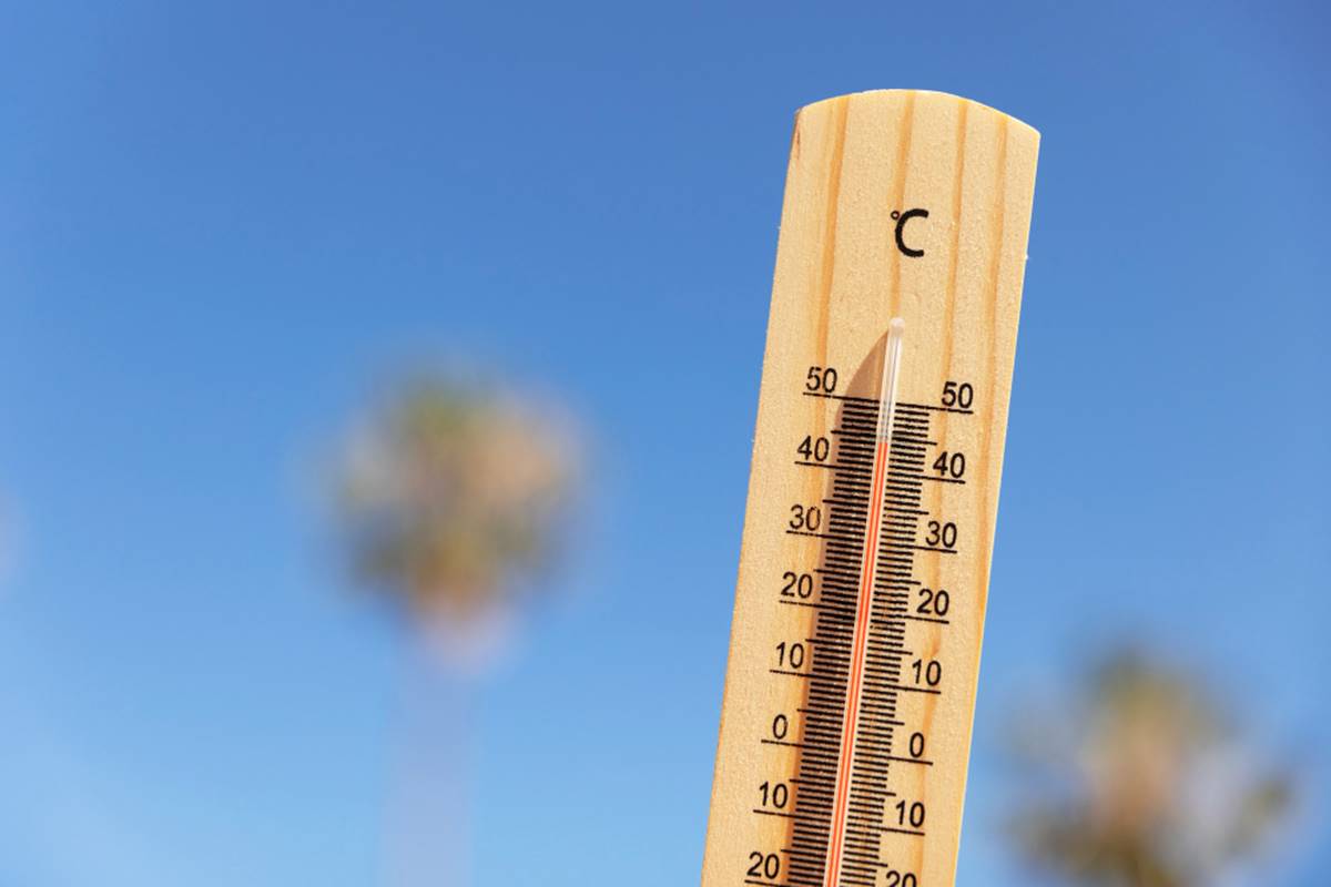 caldo1 1