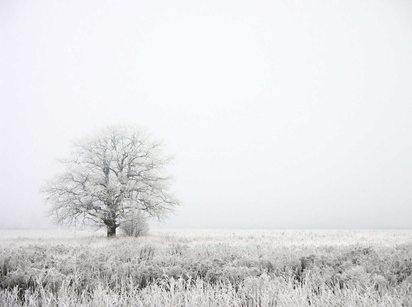 dreamstime m 456136