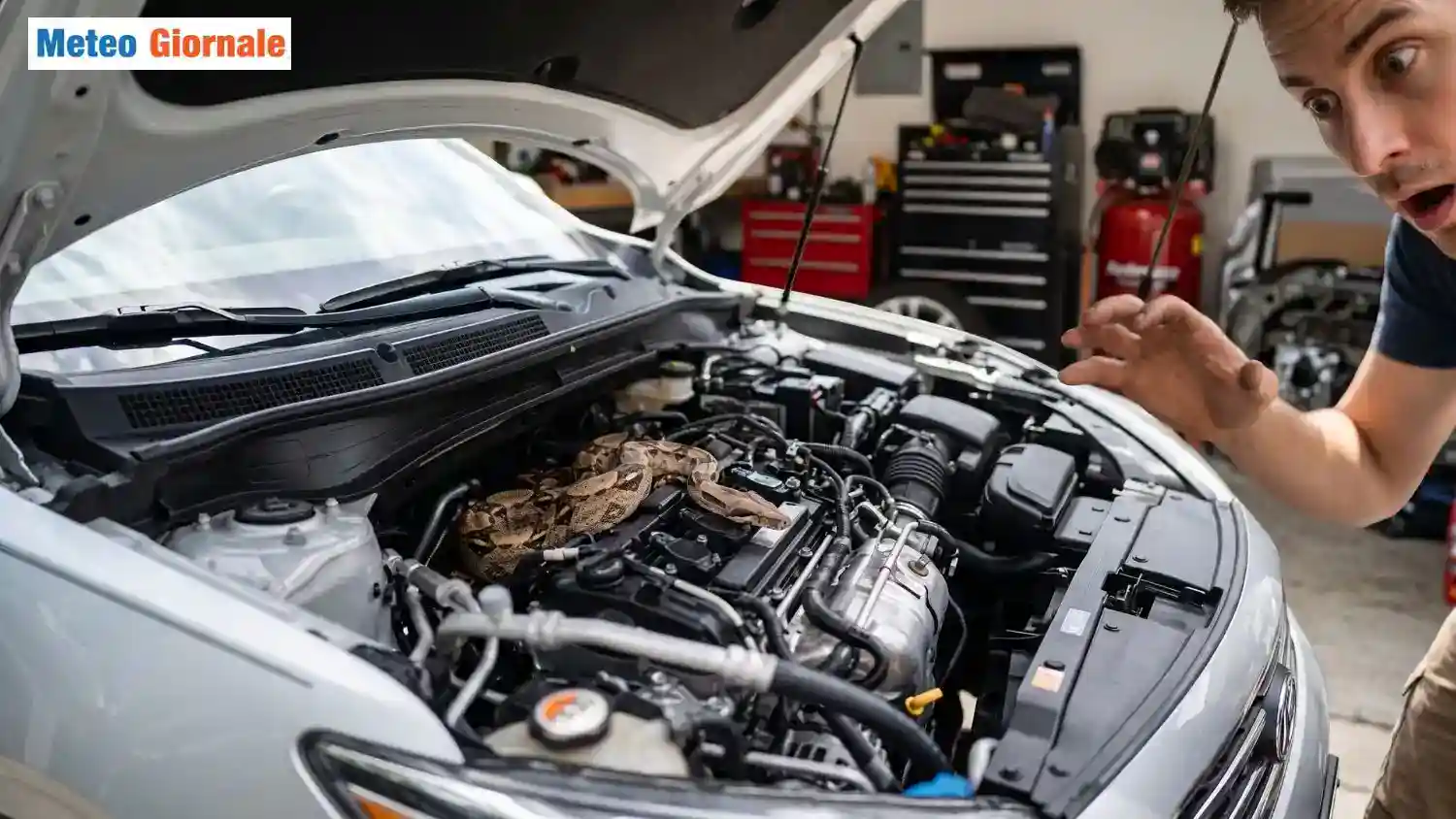 Boa nel vano motore: la scoperta sotto il cofano